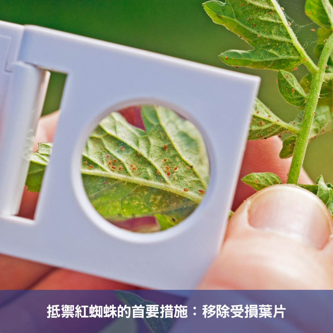 抵禦紅蜘蛛的首要措施：移除受損葉片