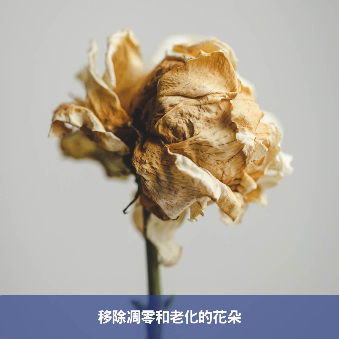 移除凋零和老化的花朵